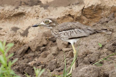 Water Thick-knee (Burhinus vermiculatus), Okavango-Delta, Botswana