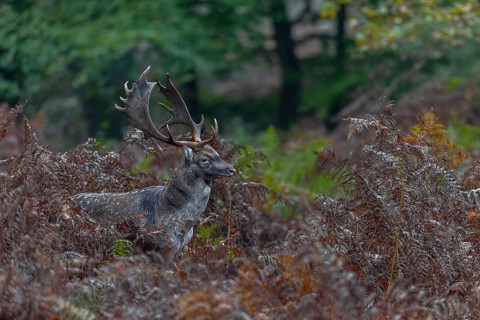 A fallow deer (Dama dama) moves on a game trail through a thicket of bracken, autumn, rut, fallow