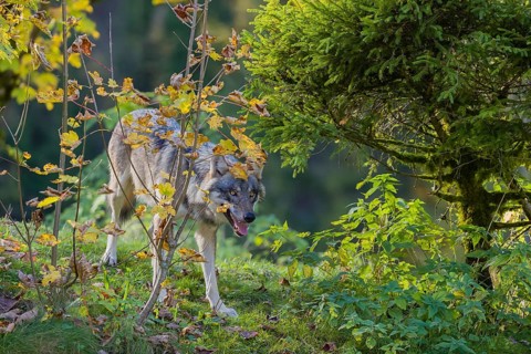 One eurasian gray wolf (Canis lupus lupus) stands on a hill, observing the area. A forest in fall
