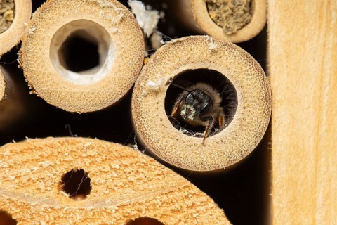 Red mason bee (Osmia bicornis) adult insect emerging from a hole on a bee or bug hotel in summer,
