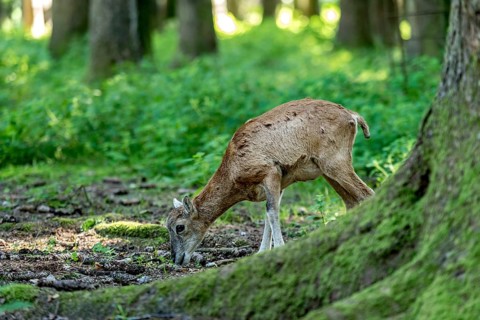 European mouflon (Ovis gmelini musimon), mouflon, young animal, looking for food in a sun-drenched