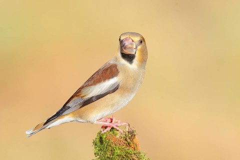 Hawfinch (Coccothraustes coccothraustes), female sitting attentively on a branch covered with moss,