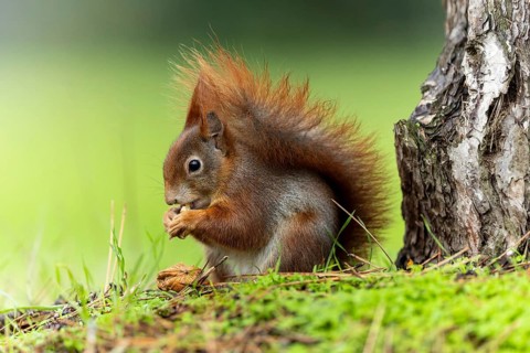 Eurasian red squirrel (Sciurus vulgaris) in a meadow, wildlife, Germany