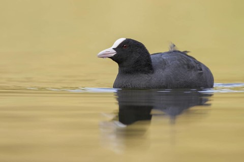 Eurasian Coot (Fulica atra), Bavaria, Germany