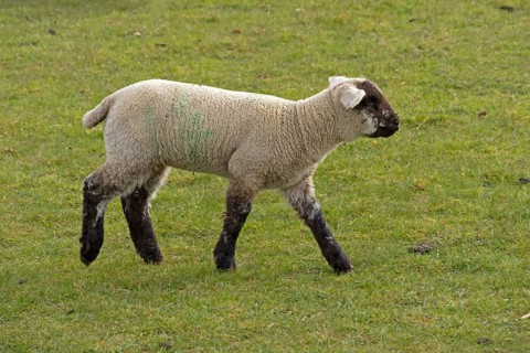 Lamb, sheep willow, Moreton-in-Marsh, Cotswolds, England, Great Britain