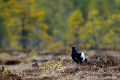 Black grouse on the pine tree. Nice bird Grouse, Tetrao tetrix, in marshland, Russia. Spring mating