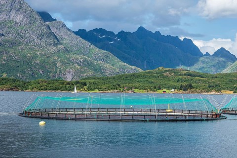 Cages of a salmon farm, at Raften at the Raftsund, the waterway between Lofoten and Vesteralen,