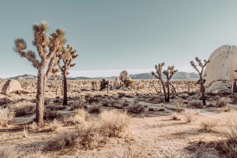 Joshua Tree National Park