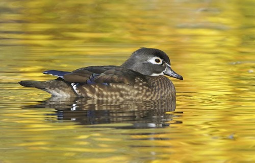 Wood Duck (Aix sponsa) female, British Columbia, Canada