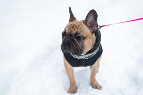 A French Bulldog wearing a cozy jacket stands on a snowy ground, ready for a winter walk. The dog