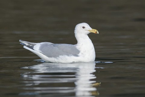 Glaucous Gull (Larus hyperboreus), British Columbia, Canada