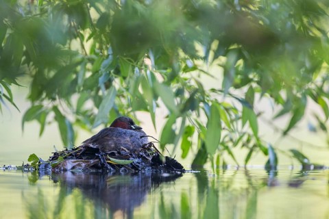 Little Grebe (Tachybaptus ruficollis) on nest, Hesse, Germany