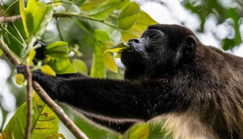 Mantled howler (Alouatta palliata) eating leaves in a tree, Cahuita National Park, Costa Rica