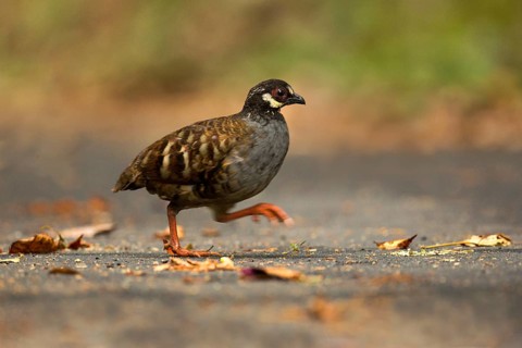Malaysian Partridge (Arborophila campbelli), Panang, Malaysia