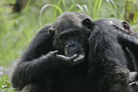 Ostafrikanischer Schimpanse (Pan troglodytes schweinfurthii) blickt neugierig in seine Hände, Gombe