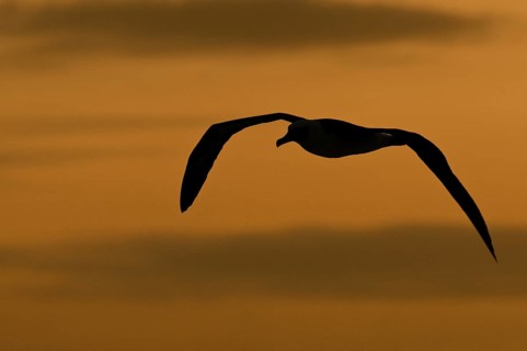 Laysan Albatross (Phoebastria immutabilis), Hawaii, USA