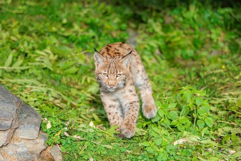 A young Eurasian lynx (Lynx lynx) sits on a meadow, stalking something