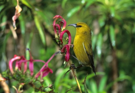 Kauai Amakihi, Hemignathus kauaiensis, Hawaiian Honeycreeper
