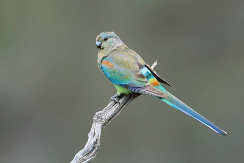 Mulga Parrot (Psephotellus varius) female perched on a branch, South Australia, Australia