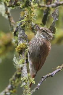 Streaked Xenops (Xenops rutilans), Machu Picchu Area, Peru