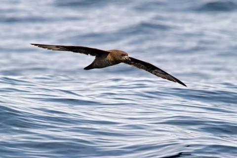Providence Petrel (Pterodroma solandri) flying, New South Wales, Australia
