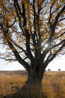 English oak (Quercus robur) in a meadow, in autumn with yellow discoloured leaves, backlit with sun