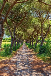 Pine avenue on the road from Porto Azzurro to Portoferraio, Elba Island, Tuscan Archipelago