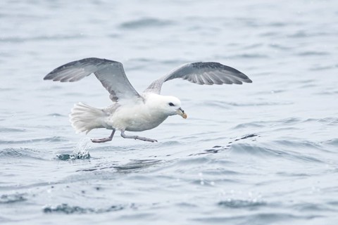 Northern Fulmar (Fulmarus glacialis) flying, Iceland