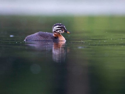 Red-necked Grebe (Podiceps grisegena) chick, Mecklenburg-Western Pomerania, Germany