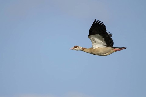 Nilgans (Alopochen aegyptiaca), Egyptian goose, Altvogel im Flug, April, Insel Texel, Nordsee,