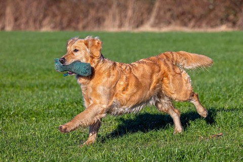Golden retriever, gun dog running and fetching training dummy in field