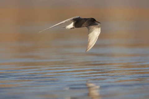 Black Tern (Chlidonias niger) flying, California, USA