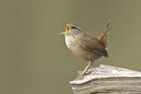 Eurasian Wren (Troglodytes troglodytes) singing, Rhineland-Palatinate, Germany