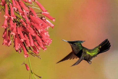 Antillean crested hummingbird (Orthorhyncus cristatus) flying and feeding at a flower on the
