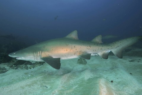 Sand tiger shark (Carcharias taurus)