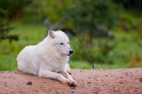An Arctic wolf (Canis lupus arctos) rests on a small hill