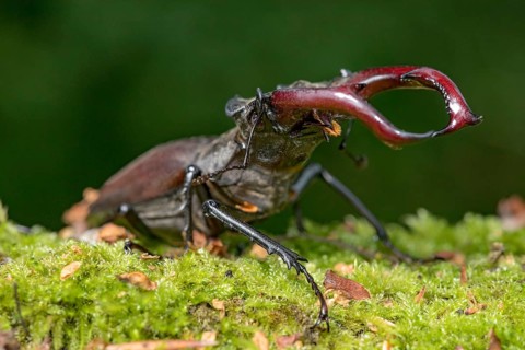 Stag beetle (Lucanus cervus), horned beetle, fire beetle, male with large mandibles, upper jaw,