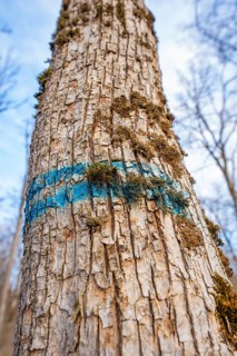 Close-up of tree bark with blue markings and moss, Hermann Hessebahn forest pasture compensation