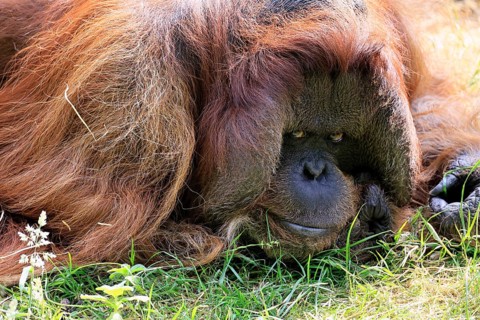 Borneo Orang Utan (Pan Paniscus), adult, male, portrait, vigilant, endangered species, captive,