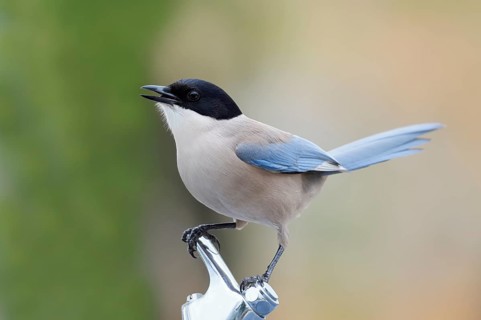 Blue magpie (Cyanopica cyanus), Algarve, Portugal