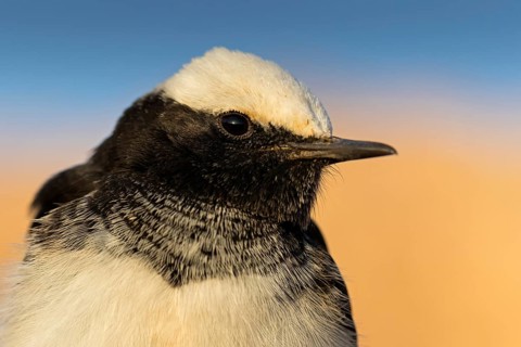 Kappensteinschmätzer, Oenanthe monacha, Hooded Wheatear, Traquet à capuchon, Collalba Monje