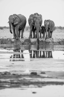 African elephant (Loxodonta africana), group with young animal drinking at waterhole, reflection,
