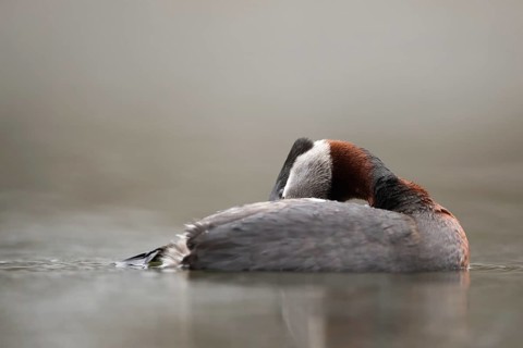 Red-necked Grebe (Podiceps grisegena) preening, Mecklenburg-Western Pomerania, Germany