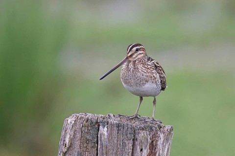 Snipe (Gallinago gallinago), standing on fence posts of a pasture, on moorland, snipe birds,