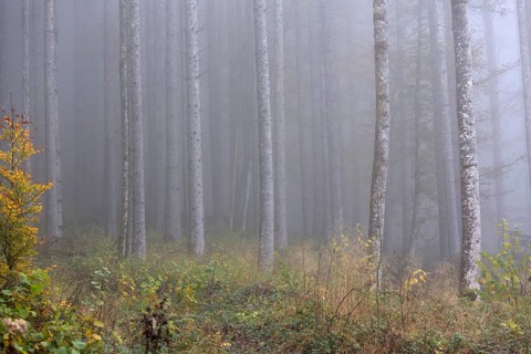 Birch trees in early morning mist. Autumn mood at lake Almsee, Grünau, Austria, Totes Gebirge