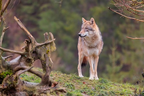 N adult female grey wolf (Canis lupus lupus) stands in a green meadow behind the root of a dead