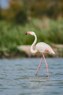 Greater Flamingo (Phoenicopterus roseus) walking in the water, Parc Naturel Regional de Camargue,