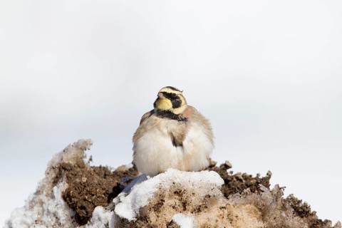 Temminck's Lark (Eremophila bilopha), Morocco