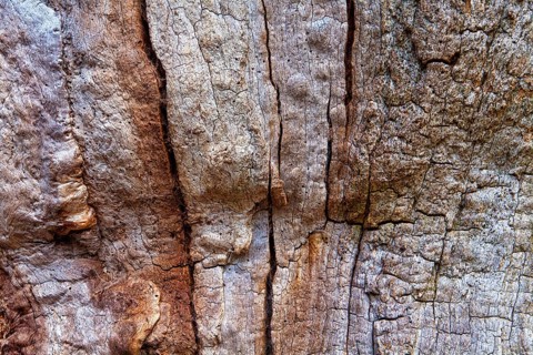 Bark structures, Primeval forest Urwald Sababurg, Weser Uplands, Weserbergland, Hesse, Germany