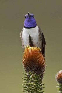 Ecuadorian Hillstar (Oreotrochilus chimborazo), Ecuador